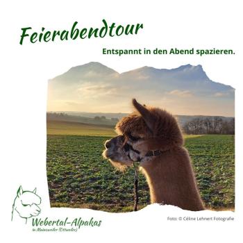 Feierabendtour mit Alpakas